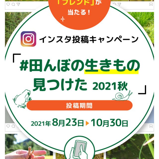 田んぼの生き物見つけたサムネイル
