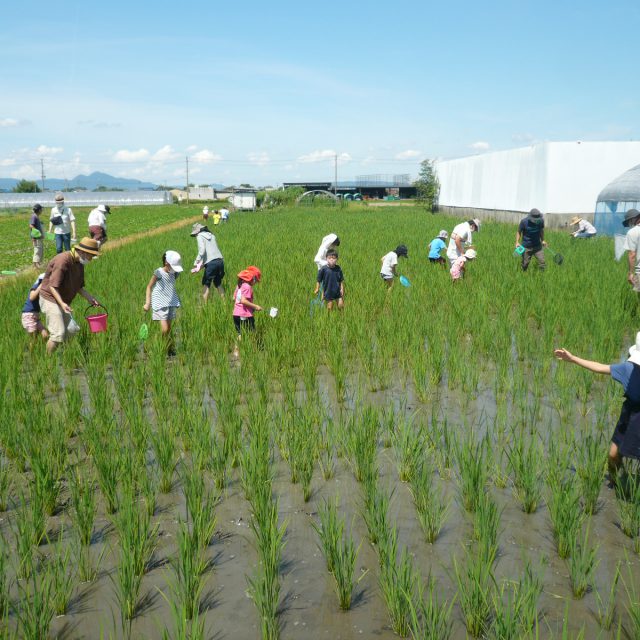 田んぼの生き物調査