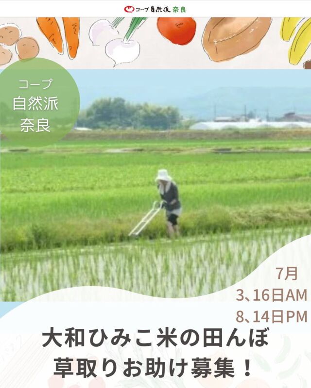 無農薬で育てている大和ひみこ米の田んぼは、除草剤を使わないので草が心配。田んぼの草取りをして応援してください！がんばったあとはジュースなど冷たいもので涼みましょう♪暑さを避けるため、早朝と夕方で設定しています。日程と時間を間違えないようにご注意ください。
※遅れてなら参加できる方は申し込み時にお伝えください。
※場所のお知らせ連絡のためメールアドレスをお知らせください
（なければ電話で口答説明させていただきます）　　

■日 時：
①7月3日（木）8:30～10:00
②7月16日（木）8:30～10:00
③7月8日（火）16:30～18:00
④7月14日（月）16:30～18:00

■会 場：南檜垣営農組合の田んぼ（天理市）※集合場所はお申し込みいただいた方にメールでお知らせします
■講 師：南檜垣営農組合の皆さん

■参加費：無料　　　
■主催：理事会（地域連携ボード）
■定　員 ：20名　　　
■託　児 ： なし。子ども・1才未満の同伴：可　　　
■服装：汚れてもよい服、帽子、サンダルまたは長靴　　

■持ち物：タオル、着替え、水筒、※暑さ・日焼け対策は各自で　
■イベントＩＤ ：①16250239　②16250240　③16250241　④16250242　　　　
■申し込み〆切：① 7/1（火）、②7/14(月)、③7/5(土)、④7/11（金）※定員に達し次第、受付終了

——————————————
　お問い合わせ・お申し込み
——————————————
＜24時間受付＞ mail : eventnara＠shizenha.co.jp

＜月～金8:30～20:00＞ フリーダイアル：0120-408-300
携帯電話（無料通話プランなし）0570-063-008
携帯電話（無料通話プランあり）・IPフォン 088-603-0080
　
▼お申込み時①～⑦をお伝えください。
①イベント名：大和ひみこ米の田んぼの草取りお助け募集！
②イベントID：
③お名前（組合員名）
④組合員コード（組合員の方のみ）
⑤参加人数（同伴のこどもがいる場合は、人数と年齢）
⑥連絡先
⑦託児の有無と人数と年齢（託児のある場合）　

＊＊＊＊＊＊

@coopshizenhanara では、季節の定番や最近話題のものまで様々なイベントを企画・開催しています。
コープ自然派組合員はもちろん、組合員以外の方もご参加いただけます。
その他のイベントはハイライト からご覧ください。
たくさんのご参加お待ちしております✨

#大和ひみこ米  #草取り  #田んぼ体験 #コープ自然派