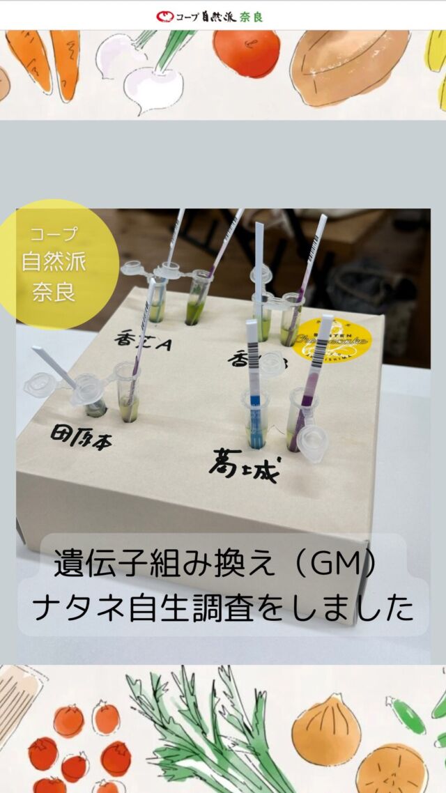 GMナタネ自生調査⇩

この調査は、全国で遺伝子組み換え（GM)のナタネが自生していないか調べるものです。

日本では食用の遺伝子組み換え作物の栽培はされていませんが、食用油の原料として輸入されたGMナタネが、荷揚げ港からトラックなどで輸送される間にこぼれ落ちて全国各地で自生していることが確認されています。

今年4/9に神戸港で行われた自生調査では、採取した3検体すべてが陽性（＝GM)という結果でした。

奈良県内で採取したナタネはどうでしょうか・・・？

今回ビジョン推進会議で検査しました。
次回検査後半です。

#GMナタネ #ナタネ自生調査 #コープ自然派奈良 #ビジョン推進会議