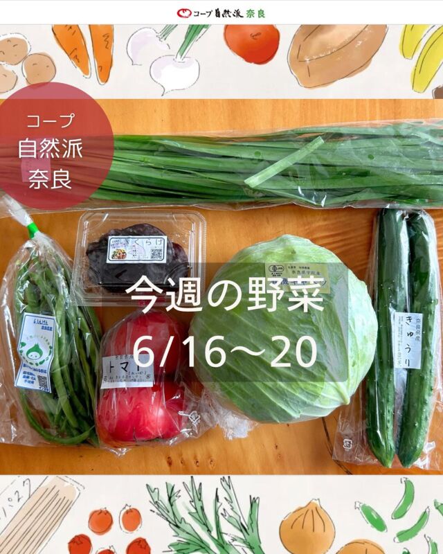 今週の野菜セット

12号6/16〜20の奈良の自然派野菜セットの中身は

有機キャベツ／省農薬きゅうり
省農薬トマト／無農薬インゲン
無農薬ニラ／無農薬アラゲキクラゲ

ハイライトで過去の野菜セット紹介していますので
参考にしてくださいね。
次週13号の注文番号は「332」
1セット1,080円（税込）です。

（注文番号は週によって違うのでお間違えなく！）
自動注文登録しておくと、掲載ある週は自動で届きますよ♩
お休みも数量変更も簡単です。

今週届いたやさいファンクラブのお野菜は

熊本県産有機ブロッコリー
432円（税込）

注文番号「996990」
価格変動あり（上限500円）の登録制です。

自然派の野菜セットもやさいファンクラブも
何が届くか毎週ワクワク、そしてとってもお得！

どんなお料理に使うか教えてください🍅🥒