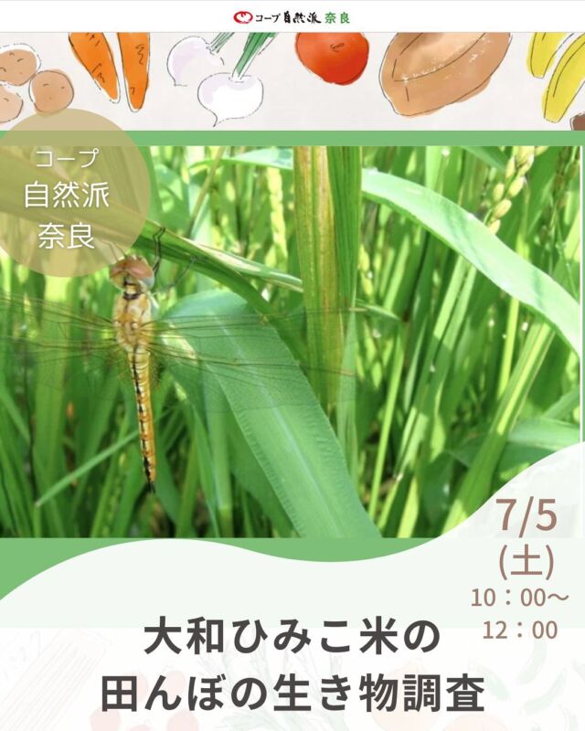 田んぼには、どんな生き物がいるのかな？

田んぼは、お米を作り、環境を守るだけでなく、いろいろな生き物のすみかとなって、さまざまな命を育てています。みんなで田んぼの中や畔にいる生き物たちを探して、水の温度、土の手ざわり、生命の営みを感じてみよう！

元小学校理科教諭で副校長もしていた井上先生は、生物研究家で奈良県希少野生動植物専門員です。田んぼの生き物（特にカエルなど両生類）にも詳しい先生と一緒に自然ウォッチング♪色んな生き物がみつかりそうです。
 ※特別企画！大和ひみこ米年間予約の方は参加費大人100円引きしますので、申し込み時にお伝えください。（カタログ８号から１５号で年間予約可能）

～2025年度のイベント予定～ 生き物調査：7/5（土）　　 稲刈り：10/18（土）　 運動会：11/3 （月祝）　　 味間いも（里芋）掘り：1/10(土）

■日 時：7月5日（土）10:00～12:00　　 ■会 場：南檜垣営農組合の田んぼ（天理市）※集合場所はお申し込みいただいた方にお知らせします ■講 師：RLAB 井上龍一さん
■参加費：（組合員）大人200円　　子ども100円　　 　　　　　（一　般）大人300円　　子ども100円　　※子ども＝中学生以下　　　　　　 ■主催：理事会（地域連携ボード） ■定　員 ：20組50名程度　　　 ■託　児 ： なし。子ども・1才未満の同伴：可　　　 ■服装：汚れてもよい服、帽子、サンダルまたは長靴　　
■持ち物：虫とり網（目の細かい網）、昆虫ケース（あれば）、レジャーシート、タオル、着替え、水筒、※暑さ・日焼け対策は各自で　 ■イベントＩＤ ：16250181　　　　 ■申し込み開始日：6/2（月）12:00より先着順　※メールは同日午前0:00より　 ■申し込み〆切：6/27（金）※定員に達し次第、受付終了
—————————————— 　お問い合わせ・お申し込み —————————————— ＜24時間受付＞ mail : eventnara＠shizenha.co.jp
＜月～金8:30～20:00＞ フリーダイアル：0120-408-300 携帯電話（無料通話プランなし）0570-063-008 携帯電話（無料通話プランあり）・IPフォン 088-603-0080 　 ▼お申込み時①～⑦をお伝えください。 ①イベント名：大和ひみこ米の田んぼの生き物調査 ②イベントID：16250181 ③お名前（組合員名） ④組合員コード（組合員の方のみ） ⑤参加人数（同伴のこどもがいる場合は、人数と年齢） ⑥連絡先 ⑦託児の有無と人数と年齢（託児のある場合）　
 

＊＊＊＊＊＊

@coopshizenhanara では、季節の定番や最近話題のものまで様々なイベントを企画・開催しています。
コープ自然派組合員はもちろん、組合員以外の方もご参加いただけます。
その他のイベントはハイライト からご覧ください。
たくさんのご参加お待ちしております✨

#大和ひみこ米  #生き物調査  #自然ウォッチング #コープ自然派奈良