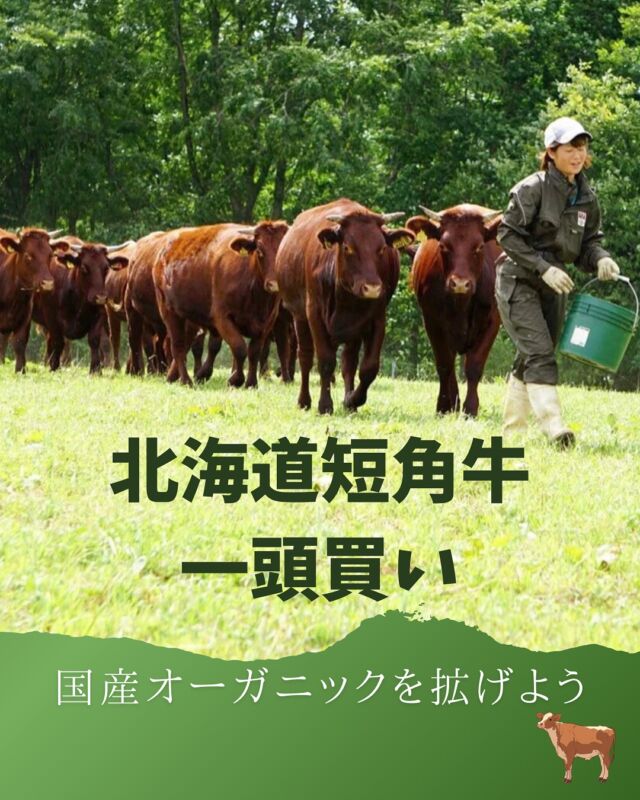 北海道短角牛って知ってる？

北海道短角牛は、
日本4大和牛のひとつ「日本短角種」。

脂肪分が多く霜降りの黒毛和牛に対し、低脂肪で滋味のある肉質が特徴です。

コープ自然派が扱うのは、北海道の十勝地方東北部に位置する「北十勝ファーム」の短角牛。天然湧水を利用し、有用菌バランスを整えることで臭みの少ない牛肉を生産しています。青草の生える夏は山で、雪が大地を覆う冬は里で飼う夏山冬里方式で放牧され、牛たちはのびのびと飼育されています。

北十勝ファームでは、2023年から有機JAS認証の牛肉の販売をスタート。北海道短角牛「一頭買い」ではセットの一部として、この希少な有機JAS認証を取得した北海道短角牛もお届けします。

注文番号　998604

また、9/3（水）には北海道から北十勝ファーム代表の上田金穂さんを招いて、試食会を開催！
詳しくは @coopshizenhanara プロフのハイライトから🐃ぜひお申込みください！
申込締切間近です（8/28木）

#短角牛 #北十勝ファーム #一頭買い #コープ自然派奈良