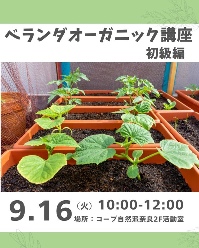 オーガニック初級編🍅

【ベランダオーガニック講座・初級編～プランターで秋野菜を育ててみよう１】

⚫︎野菜を育ててみたいけど、どうしたらいいか教えてほしい。
⚫︎自然派のチラシに出ている堆肥や肥料などの資材、どれを使えばいいのかわからない…。

そんな方向けに、長年ベランダでの野菜栽培を実践してきた講師の浅井さんから、プランターでの野菜作りの基本について実演を交えて教わります。

今回は秋野菜（葉もの、コカブ、人参など）のことをメインにお話をうかがいます。

家庭菜園に興味のある方、お気軽にお越しください。

■日 時：9月16日（火）10:00～12:00　　
■会 場：コープ自然派奈良２F活動室
　　　　（田原本町西竹田33-1）
■講 師：浅井良子さん
　　　　コープ自然派おおさか組合員。
　　　　昨年まで野菜作りを楽しむ会（サークル活動）の　　　
　　　　メンバーとして長年活動していました。現在も自　　
　　　　宅マンションのベランダでいろいろな野菜作りを
　　　　楽しんでいます 。

■参加費：（組合員）大人400円　　子ども50円　　
　　　　　（一　般）大人500円　　子ども50円　
■主催：理事会（地域連携ボード）
■定　員 ：20名　　　
■託　児 ： なし。子ども・1才未満の同伴：可　　　
■持ち物：筆記用具　
■イベントＩＤ ：16250318　　　　
■申し込み開始日：8/14（木）12:00より先着順
　　　　　　　　※メールは同日午前0:00より　
■申し込み〆切：9/10（水）※定員に達し次第、受付終了

）

＊＊＊＊＊＊

@coopshizenhanara では、季節の定番や最近話題のものまで様々なイベントを企画・開催しています。
コープ自然派組合員はもちろん、組合員以外の方もご参加いただけます。
その他のイベントはハイライト からご覧ください。
たくさんのご参加お待ちしております✨

#ベランダオーガニック #ベランダ野菜  #野菜栽培 #コープ自然派奈良