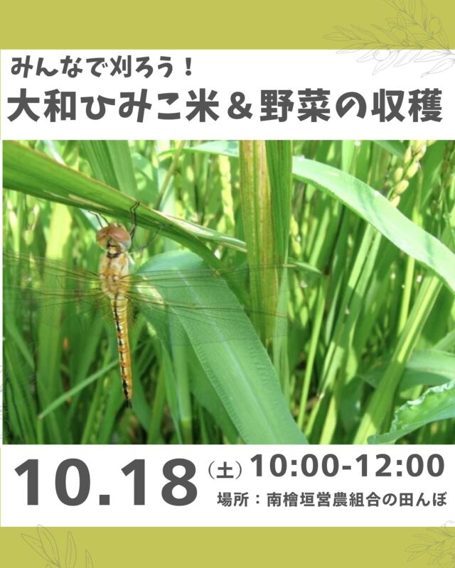 秋の収穫イベント🌾

秋がおとずれ黄金色の稲穂が実る季節。
お米がどんな風にできているのか、知っている人も知らない人もワイワイ稲刈りしましょう。鎌を持って中腰で刈り取っていく手作業！

さらに野菜の収穫体験もします（何の野菜かはお楽しみ）。大人は野菜のお土産つきです♪
参加確定した方へ場所など詳細案内送付します。

※大和ひみこ米年間予約済の方優先、参加費大人100円引きしますので、申し込み時にお伝えください。

～今後の予定～
収穫祭～田んぼの運動会：11/3 （月・祝）　　
味間いも（里芋）掘り：1/10 (土）

■日 時：10月18日（土）10:00～12:00　　
■会 場：南檜垣営農組合の田んぼ（天理市）
※集合場所はお申し込みいただいた方にお知らせします
■講 師：南檜垣営農組合さん
■参加費：（組合員）大人400円　　子ども100円　　
　　　　　（一　般）大人500円　　子ども100円　　　　
■主催：理事会（地域連携ボード）
■定　員 ：20組　　　
■託　児 ： なし。子ども・1才未満の同伴：可　　　
■服　装：汚れてもよい靴か長靴、長袖・長ズボン、帽子　　
■持ち物：軍手、タオル、お茶、草刈り鎌（貸出可能）、　　
　　　　　レジャーシート（荷物置きに必要な方）　
■イベントＩＤ ：16250339　　　　
■申し込み〆切：10/9（木）
※応募者多数の場合抽選（大和ひみこ米予約者優先）

＊＊＊＊＊＊

@coopshizenhanara では、季節の定番や最近話題のものまで様々なイベントを企画・開催しています。
コープ自然派組合員はもちろん、組合員以外の方もご参加いただけます。
その他のイベントはハイライト からご覧ください。
たくさんのご参加お待ちしております✨

#大和ひみこ米 #南檜垣営農組合 #秋の収穫 #コープ自然派奈良
