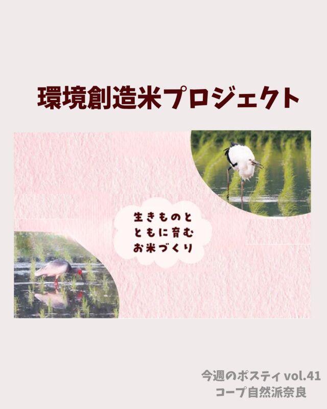 環境創造米プロジェクト🍚✨

コープ自然派のお米は、
たくさんのいのちが育つ田んぼでつくられています。
農薬や化学肥料に頼らずに生きもののチカラを借り、
環境にやさしいお米づくりをひろげます🦆

少しずつ農薬を減らし、
生きものにやさしい田んぼを増やす。
そのための4ステップを紹介しました。

生きものを守るために
✔ ネオニコチノイド系農薬に頼りません
✔ 田んぼの水を抜く「中干し」を行わず、
　生きものが暮らせる環境を大切にします

毎日のごはんから、
未来の自然を守る一歩をはじめてみませんか？

#環境創造米 #生きものを守る #有機の田んぼ #コープ自然派奈良