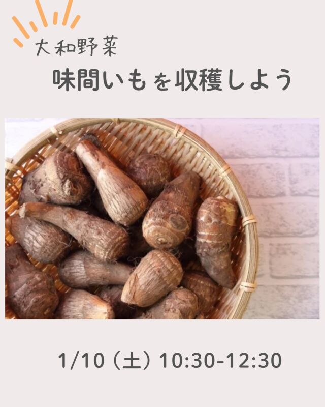 大和野菜の味間いも✨

里芋ってどんな風にできるか知っていますか？大きな親芋のまわりに小芋がたくさんくっついていて、泥んこの中からシャベルで「よいしょ！」と掘り出し、手探りでお芋たちを取り出します。奈良の在来種「味間芋」は、白くてきめが細かく、ねっとりしたとっても美味しい里芋！お芋を掘ったあとは、おぜんざいでほっこりしましょう。

ご家族でも、大人だけのグループも、お一人さまもお気軽にご参加ください。大人は里芋一袋のお土産つきです。参加確定した方へ場所など詳細案内送付します。
※大和ひみこ米年間予約済の方優先、参加費大人100円引きしますので、申し込み時にお伝えください。

■日 時：1月10日（土）10:30～12:30　　
■会 場：南檜垣営農組合の畑（天理市）
　　　　※集合場所はお申し込みいただいた方にお知らせします
■講 師：南檜垣営農組合のみなさん
■参加費：（組合員）大人400円　　子ども100円　　
　　　　　（一　般）大人500円　　子ども100円　　　　　　
■主催：理事会（産直/農ミーティング）
■定　員 ：20組（50名程）　　　
■託　児 ： なし。子ども・1才未満の同伴：可　　　
■持ち物：軍手、ゴム手袋、お茶、200ml程のカップかお椀、お箸かスプーン、　
　　　　　大きいシャベル（あれば）、レジャーシート（必要な方）
　　　　　※服装は汚れてもよい服、長靴
■イベントＩＤ ：16250534　　　
■申込〆切：12/29（月）
 ※応募多数の場合抽選

＊＊＊＊＊＊

@coopshizenhanara では、季節の定番や最近話題のものまで様々なイベントを企画・開催しています。
コープ自然派組合員はもちろん、組合員以外の方もご参加いただけます。
その他のイベントはハイライト からご覧ください。
たくさんのご参加お待ちしております✨

#大和野菜  #味間いも #南檜垣営農組合 #コープ自然派奈良