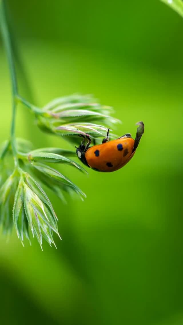 コープ自然派奈良（地域連携ボード）は、高知県土佐市「かめのこ農園」の岡本さんを招いて天敵農法の学習会を開催。
一緒にやってきた虫たちを観察し、とれたてのピーマンを味わいました。

全文はコープ自然派HP"読みもの"
ページでご覧いただけます。

食卓から社会を考えるTableは、
組合員がつくる組合員のための
コープ自然派の情報メディアです。

#かめのこ農園 #虫守ピーマン #天敵農法 #コープ自然派奈良